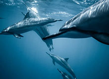 Baccarat Gaming-大众开麦｜全场最佳彭啸！山东泰山青训尖刀出鞘 助U23国足挺进决赛